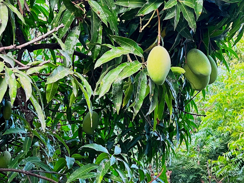 Mango Tree