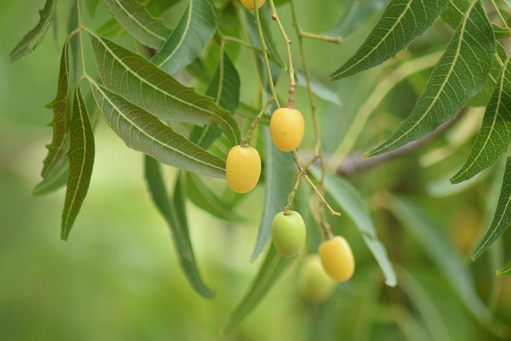 About Neem
